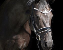 dressage horse Dans mon coeur (Hanoverian, 2012, from Don Index)