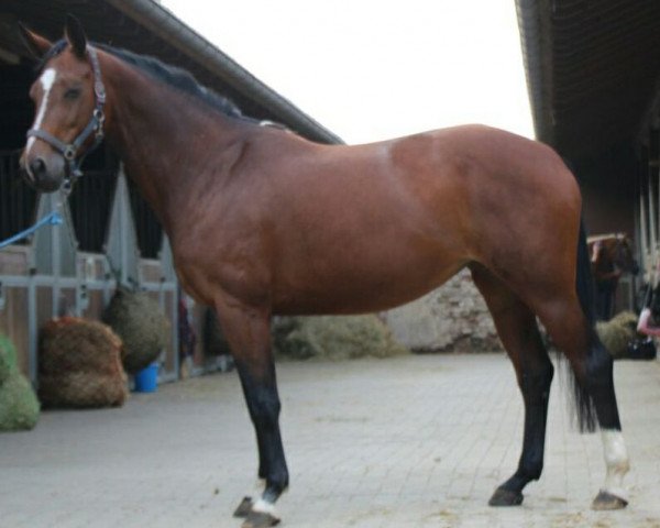 Pferd Espania BE (Rheinländer, 2006, von Ehrentusch)