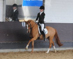 broodmare Die-Da BE (German Riding Pony, 2005, from FS Don't Worry)