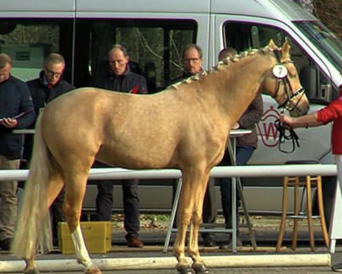 dressage horse Chacco (German Riding Pony, 2016, from Chic in Time)