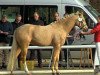 jumper Chacco (German Riding Pony, 2016, from Chic in Time)