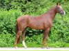 dressage horse Banderas BE (Westphalian, 2009, from Benetton Dream FRH 1301)