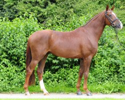 dressage horse Banderas BE (Westphalian, 2009, from Benetton Dream FRH 1301)