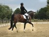 dressage horse Frau Socke BE (Westphalian, 2013, from Feedback 16)