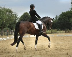 dressage horse Frau Socke BE (Westphalian, 2013, from Feedback 16)