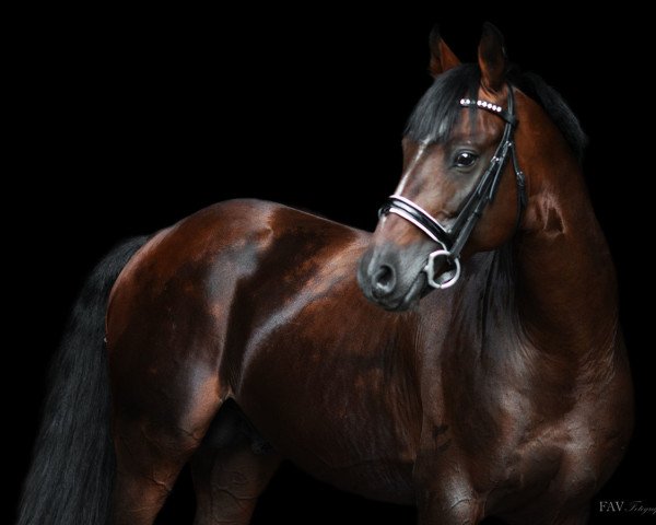 stallion Don Diabolo NRW (German Riding Pony, 2004, from Donchester)