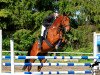 jumper Corrin (Hanoverian, 2010, from Chacco-Blue)