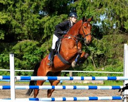 jumper Corrin (Hanoverian, 2010, from Chacco-Blue)