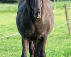 Pferd Frekja (Islandpferd, 1998, von Atli vom Brock)