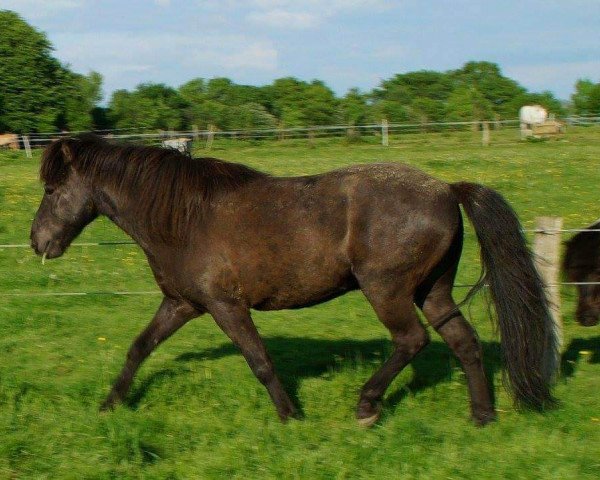 Pferd Valur (Islandpferd, 2003, von Hafsteinn frá Hafsteinsstöðum)