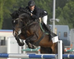 stallion Nidel du Marais (Belgium Sporthorse, 1997, from Landwind)