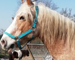 horse Silver (Haflinger, 1997, from Stanius (6,25% ox))