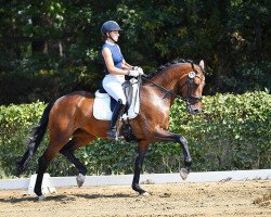 broodmare Carla Bruni (Oldenburg, 2016, from Franziskus FRH)