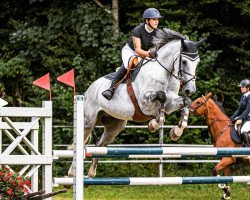 Springpferd Moby Dick van Dorperheide (Belgisches Warmblut, 2012, von Zilverstar T)