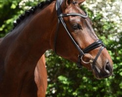 dressage horse Fürst Garsena (Hanoverian, 2014, from Fürstenball)