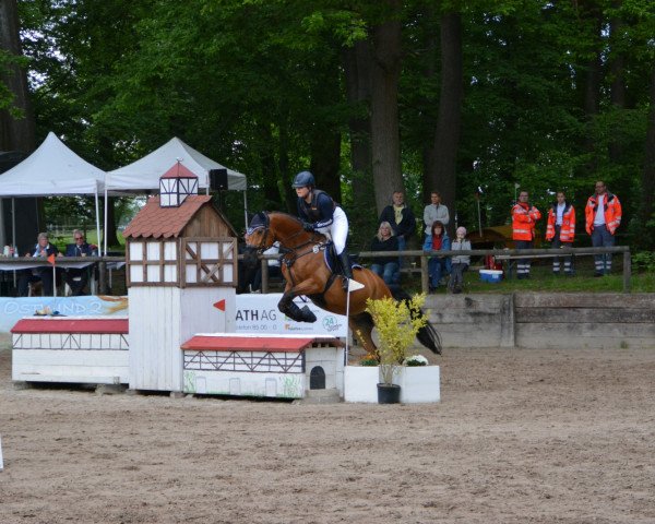 jumper Dolittle 28 (German Riding Pony, 2007, from Three-Stars Dumbledore)