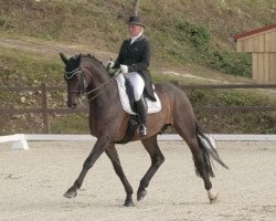 dressage horse San Diamond 5 (Oldenburg, 2011, from Sandro Hit)