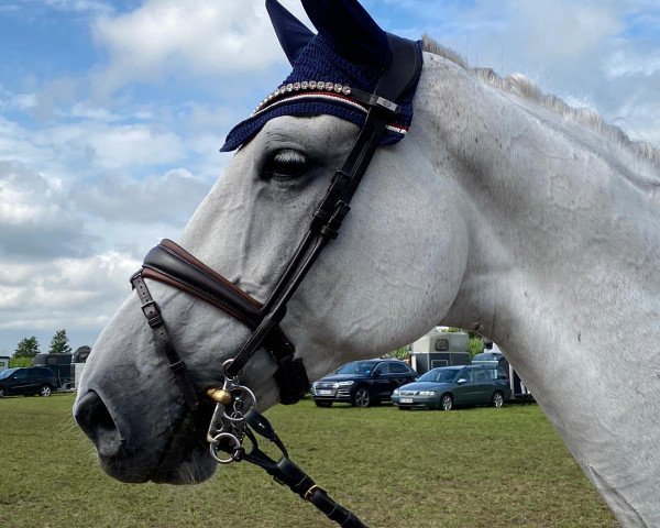 Zuchtstute Flowerfee US (KWPN (Niederländisches Warmblut),  , von Vingino)