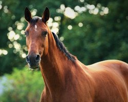 dressage horse Romina 301 (Hanoverian, 1999, from Ritual)