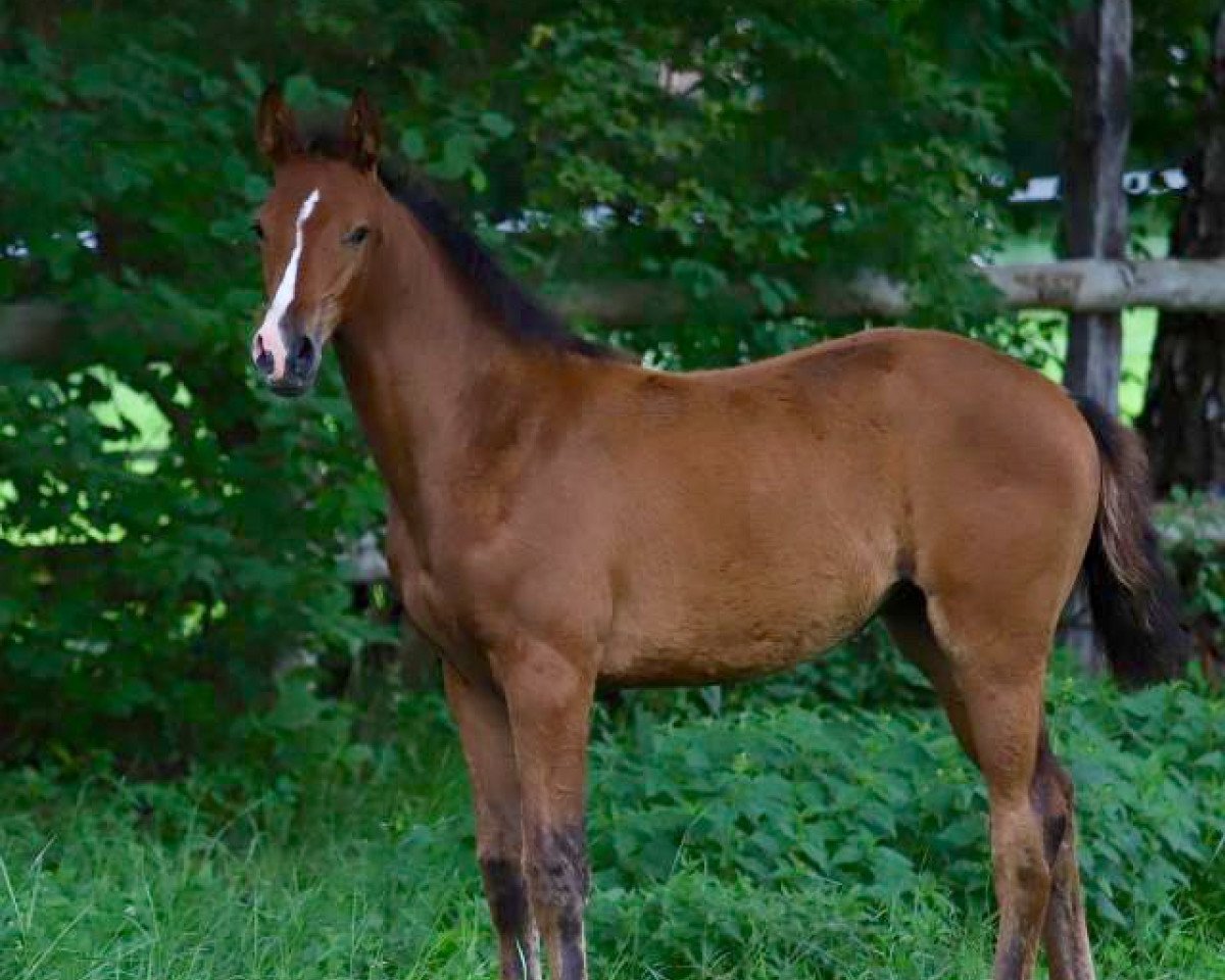 Geländepferd Nacera-Lee MH (Holsteiner, 2020, von Von Holstein)
