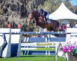 jumper Codarco (Irish Sport Horse, 2007, from Darco)