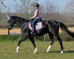 dressage horse Finesse (Westphalian, 2010, from Fuerst Rousseau)