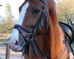 dressage horse Der Glückstritt (Hanoverian, 2012, from Dressage Royal)