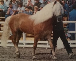 Deckhengst 1262 Midas (Haflinger, 1977, von 1045 Mohammed)