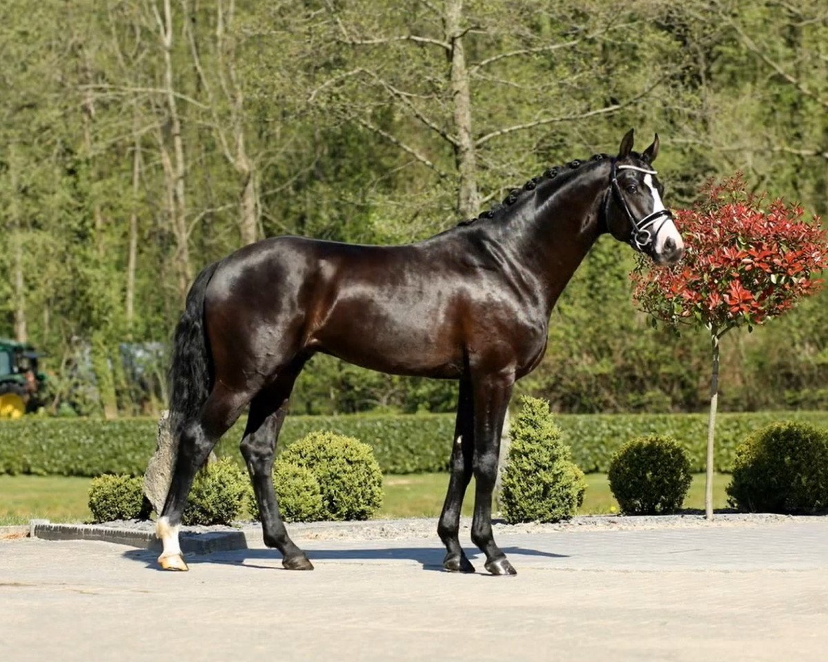 stallion First D'Avie (Hanoverian, 2017, from Gut Wettlkam's D'avie FRH)