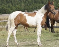 horse SAMBUCO de FINCA BARROCO (Pinto, 2018)