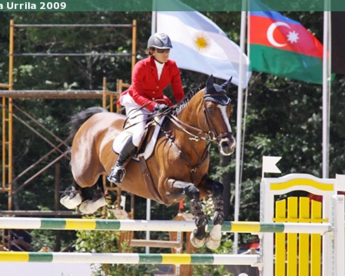 Deckhengst Gavroche de Quincy (Selle Français, 1994, von Double Espoir)