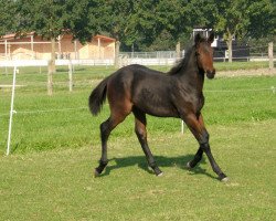 horse Caramello caro (Bavarian, 2005, from Candillo Z)