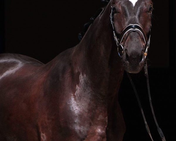 dressage horse Milargo (German Sport Horse, 2013, from E.H. Millennium)