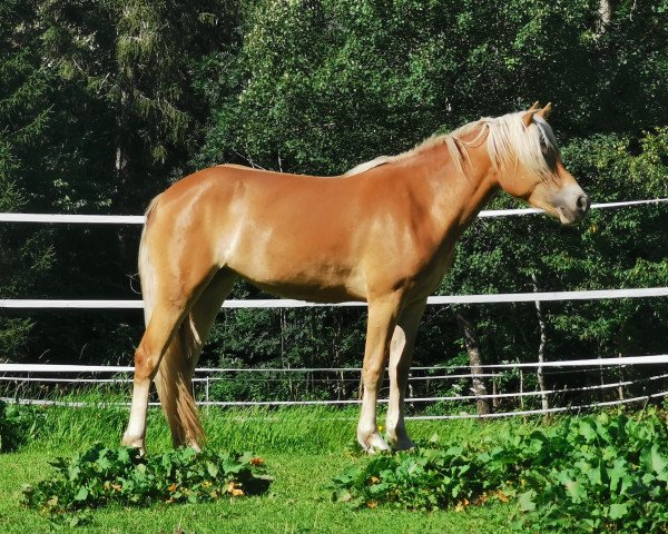 horse Aymea (Haflinger, 2019, from Belando)