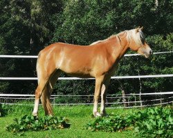 Pferd Aymea (Haflinger, 2019, von Belando)