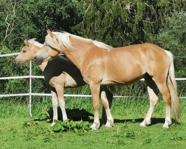 Zuchtstute Anoura (Haflinger, 2012, von Almquell)