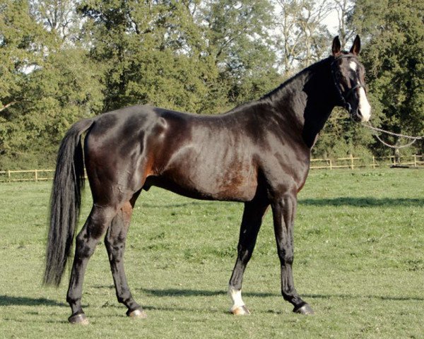 stallion Victorhugo Boismargot (Selle Français, 2009, from Quaprice Z)
