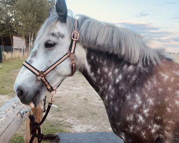 Pferd Hera (Deutsches Reitpony, 2011)