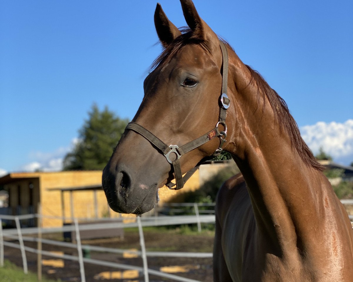 broodmare Feine Fürstin 3 (Westphalian, 2017, from Feinrich)
