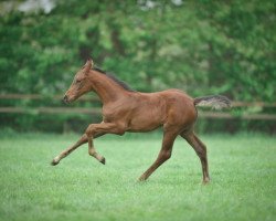 Springpferd Bentley's Bonita (Oldenburger Springpferd, 2018, von Bentley van de Heffinck)