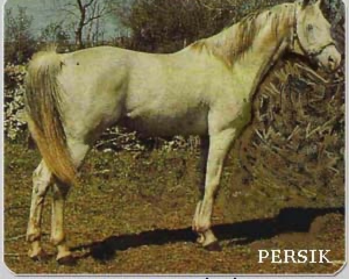 stallion Persik ox (Arabian purebred, 1969, from Kankan 1954 ox)