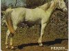 stallion Persik ox (Arabian thoroughbred, 1969, from Kankan 1954 ox)