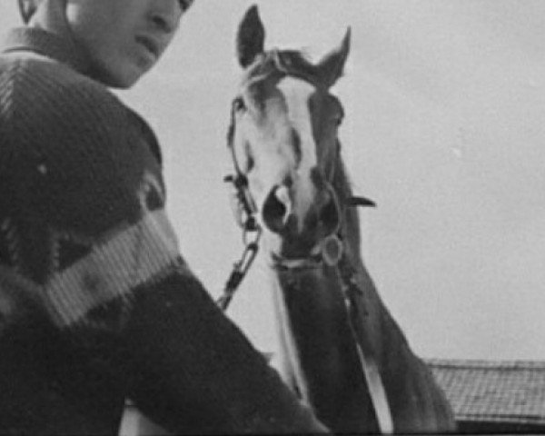 stallion Dog xx (Thoroughbred, 1959, from De Corte xx)