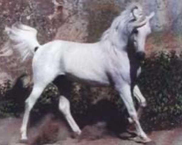 Deckhengst Masan ox (Vollblutaraber, 1975, von Hadban Enzahi 1952 EAO)