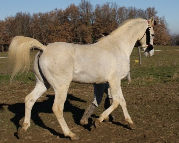 Deckhengst Tauqui el Masan ox (Vollblutaraber, 1984, von Masan ox)