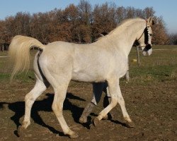 stallion Tauqui el Masan ox (Arabian thoroughbred, 1984, from Masan ox)