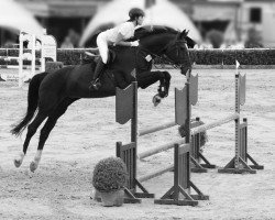 jumper Chayenne (Hanoverian, 2001, from Cashman)