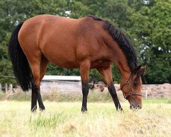 broodmare Loveletter (Oldenburg, 2007, from Royal Hit)