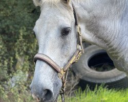 horse C'est bon 3 (Holsteiner, 1996, from Coronado I)