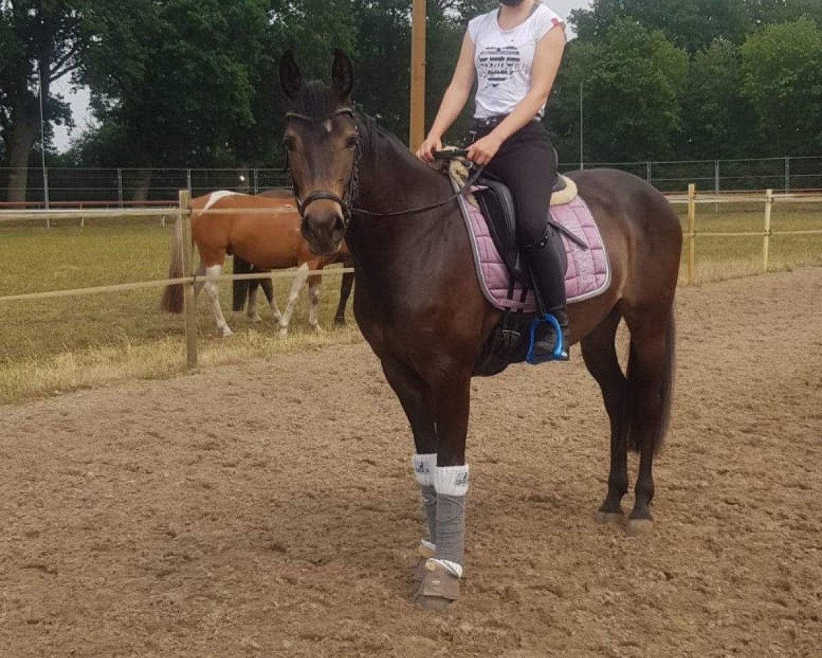 Springpferd Betty Boo 17 (Deutsches Reitpony, 2017, von Orly 19)